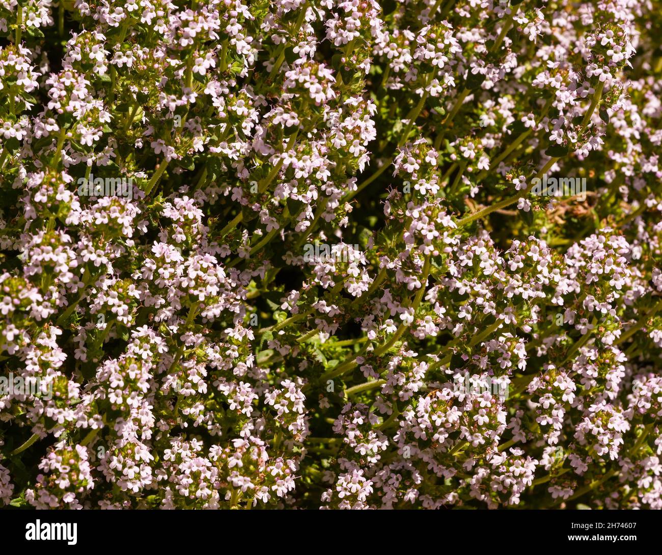 Flores del Thyme Mediterráneo común (Thymus vulgaris). KIT Karlsruhe
