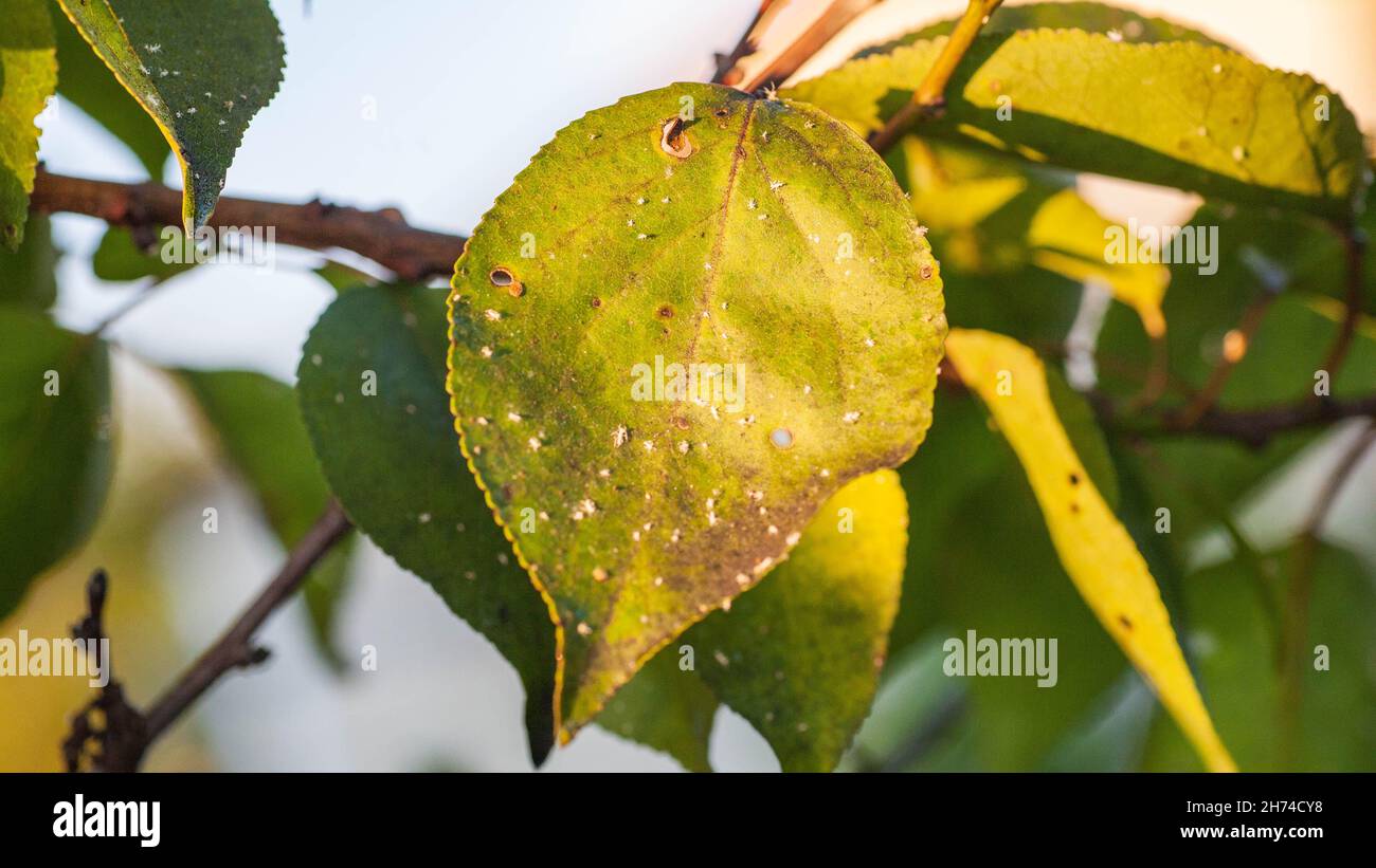Áfidos hojas dañadas por plagas y enfermedades. La colonia Aphidoidea daña los árboles en el jardín al comer hojas. Plaga peligrosa de plantas cultivadas comiendo jugo vegetal. Foto de stock