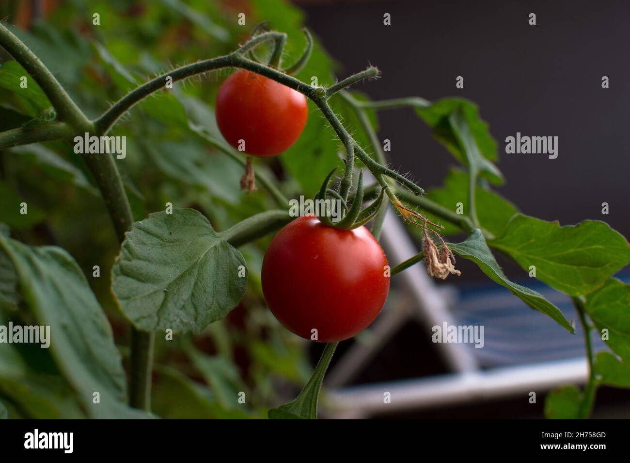 Nahaufnahme Tomaten im Garten Foto de stock