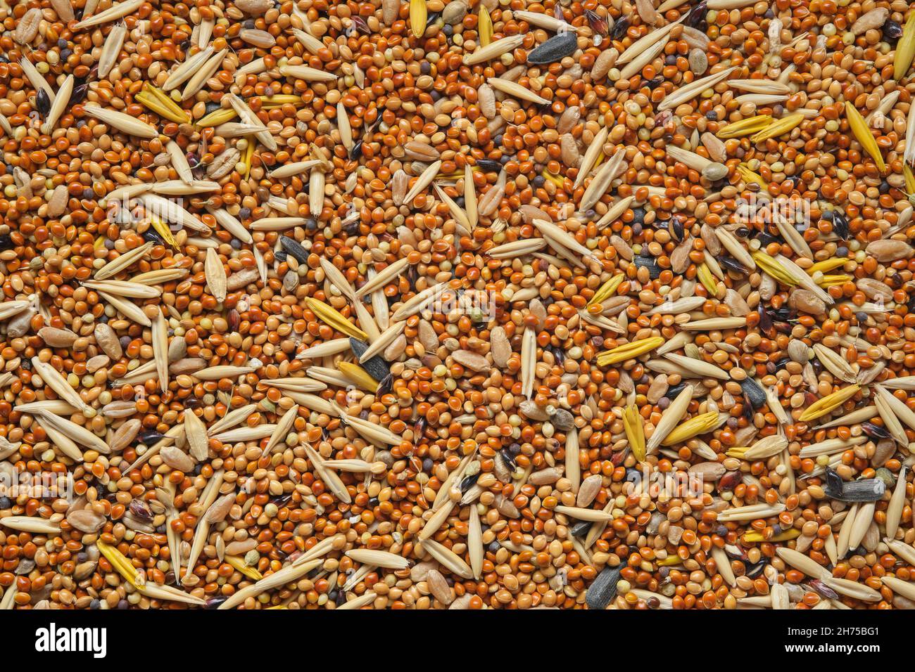 Semillas de aves, piensos para aves - mijo con la adición de granos de avena, semillas de girasol, semillas de cereales silvestres. Vista superior, diseño plano. Foto de stock