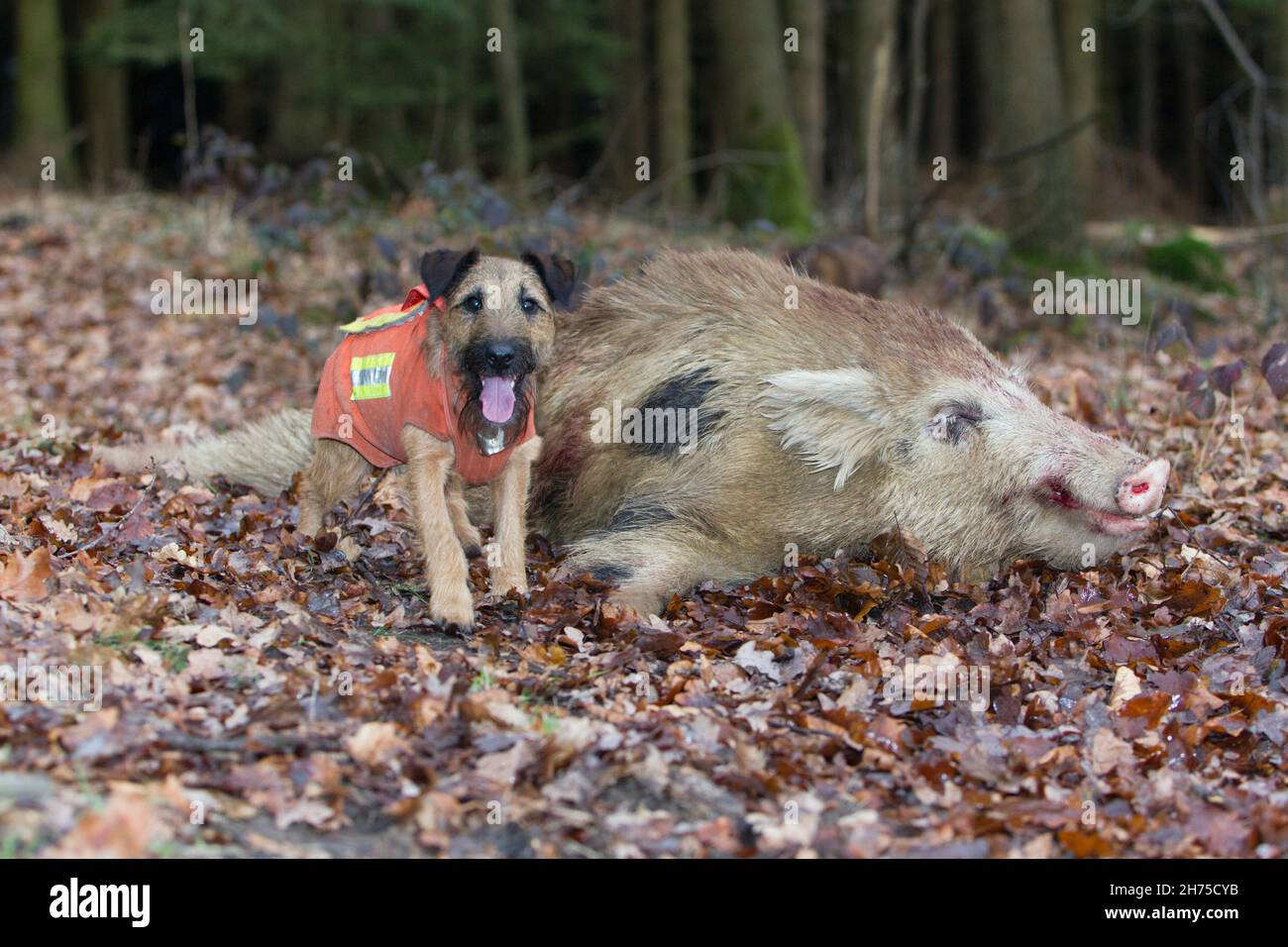 Terrier westfaliano con el Boar salvaje del tiro, (Sus scrofa), después de la caza, Baja Sajonia, Alemania Foto de stock