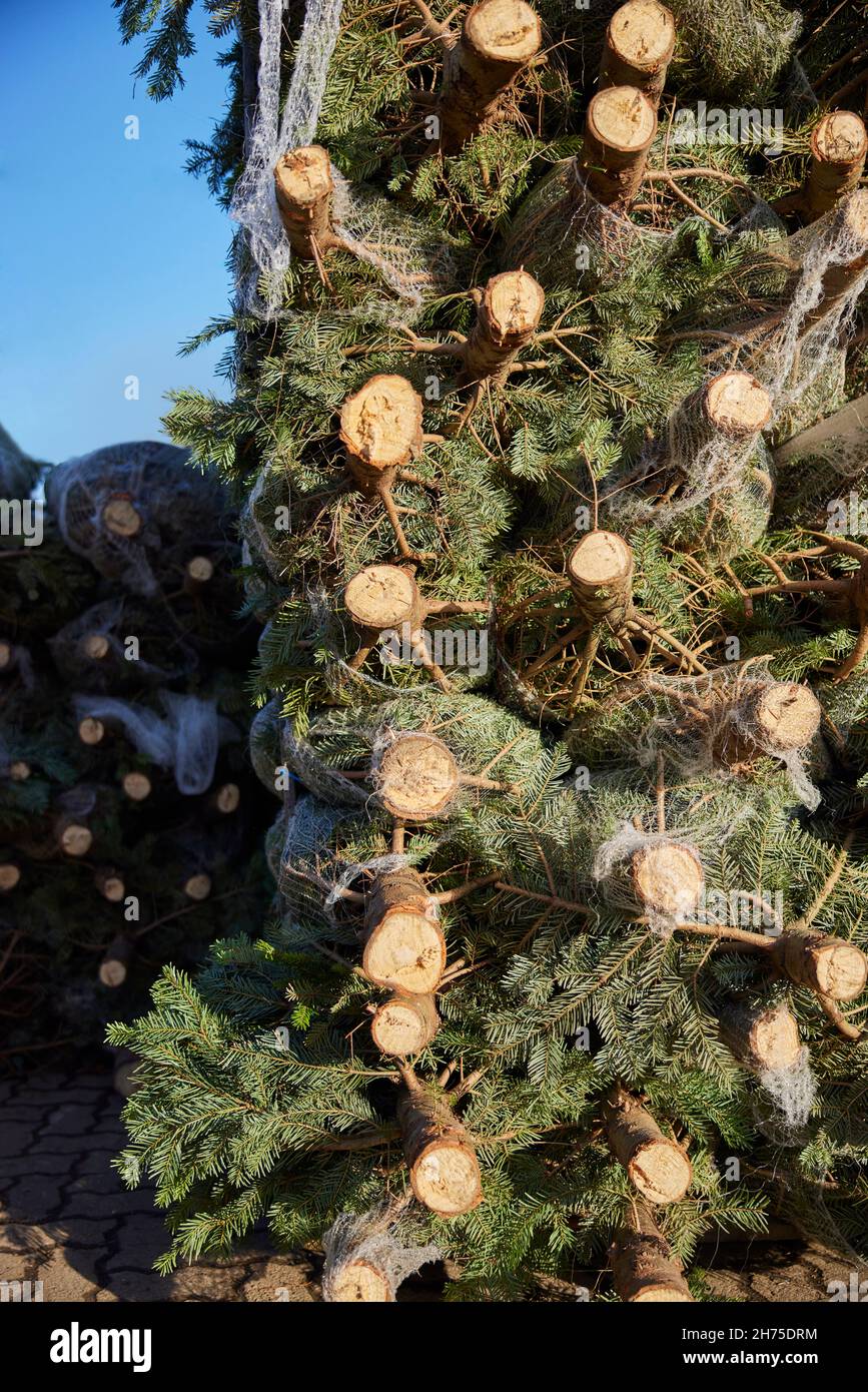 Pila de árboles de Navidad Cortar y en las Redes Preparado para ser vendido Foto de stock