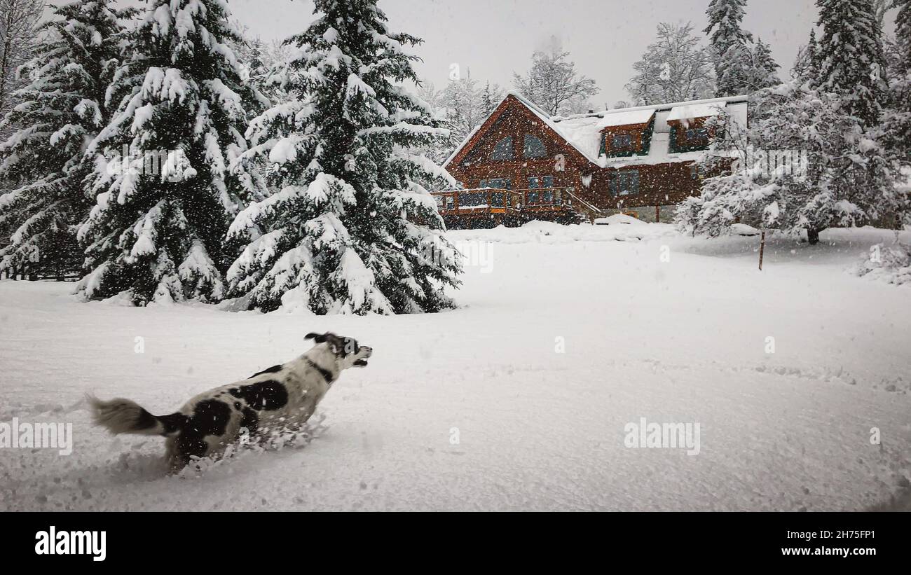 Mezcla de perros Collie de Husky disfrutando de un retiro en cabina de troncos en BC Canadá Foto de stock