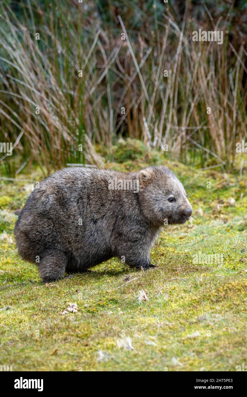 Parque Nacional Wombat Vombatus ursinus Cradle Mountain, Tasmania, Australia 18 de noviembre de 2019 Adulto Vombatidae Foto de stock