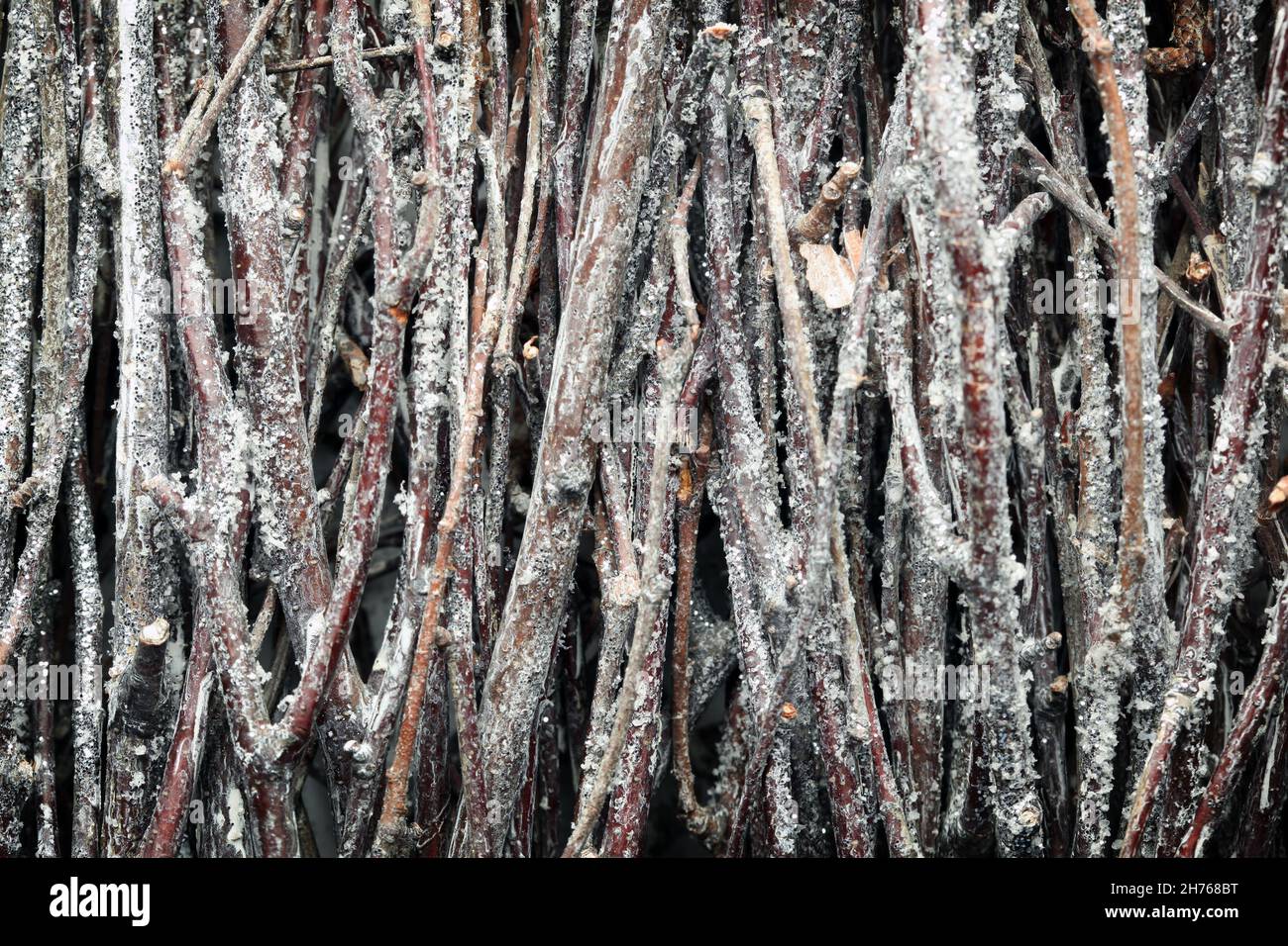 Montón de ramas con hielo de invierno Foto de stock