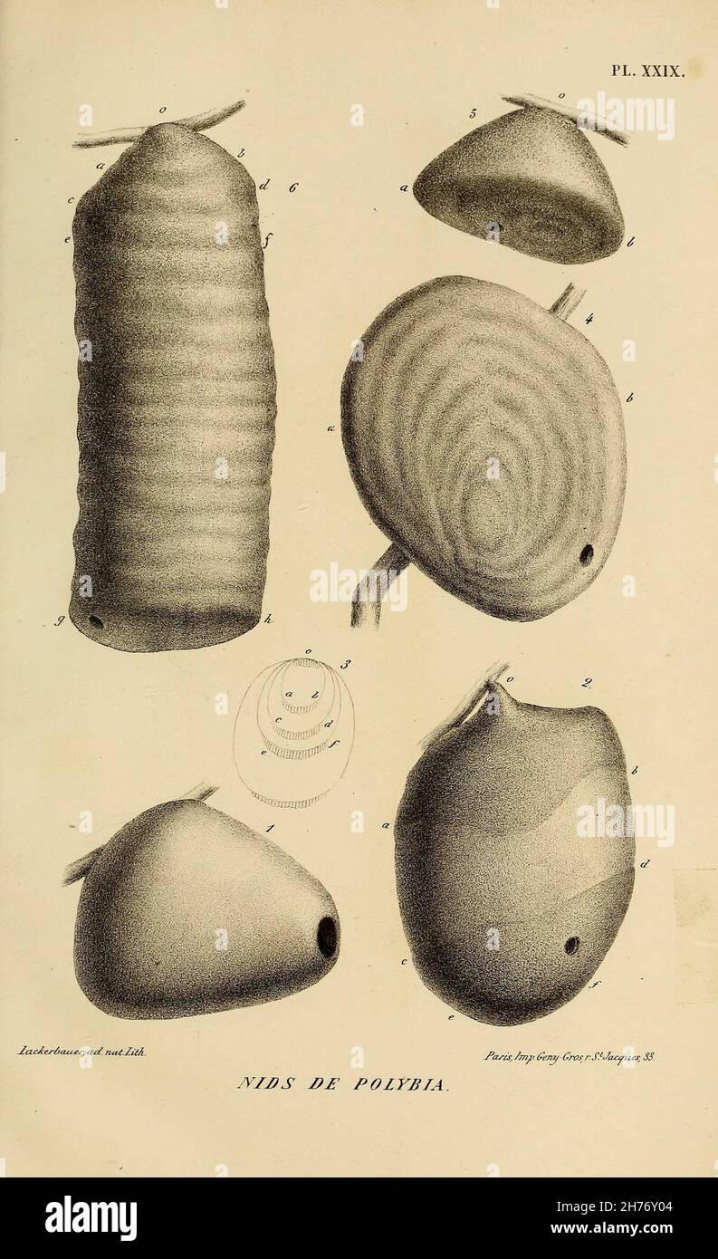 Études sur la famille des vespides / París :V. Masson 1852-1858. https://biodiversitylibrary.org/page/28387717 Foto de stock