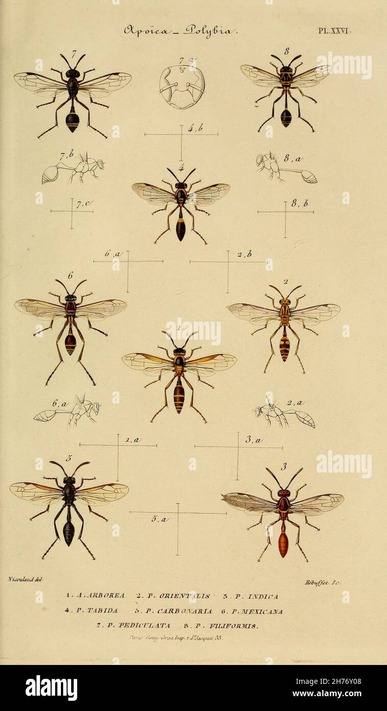 Études sur la famille des vespides / París :V. Masson 1852-1858. https://biodiversitylibrary.org/page/28387707 Foto de stock