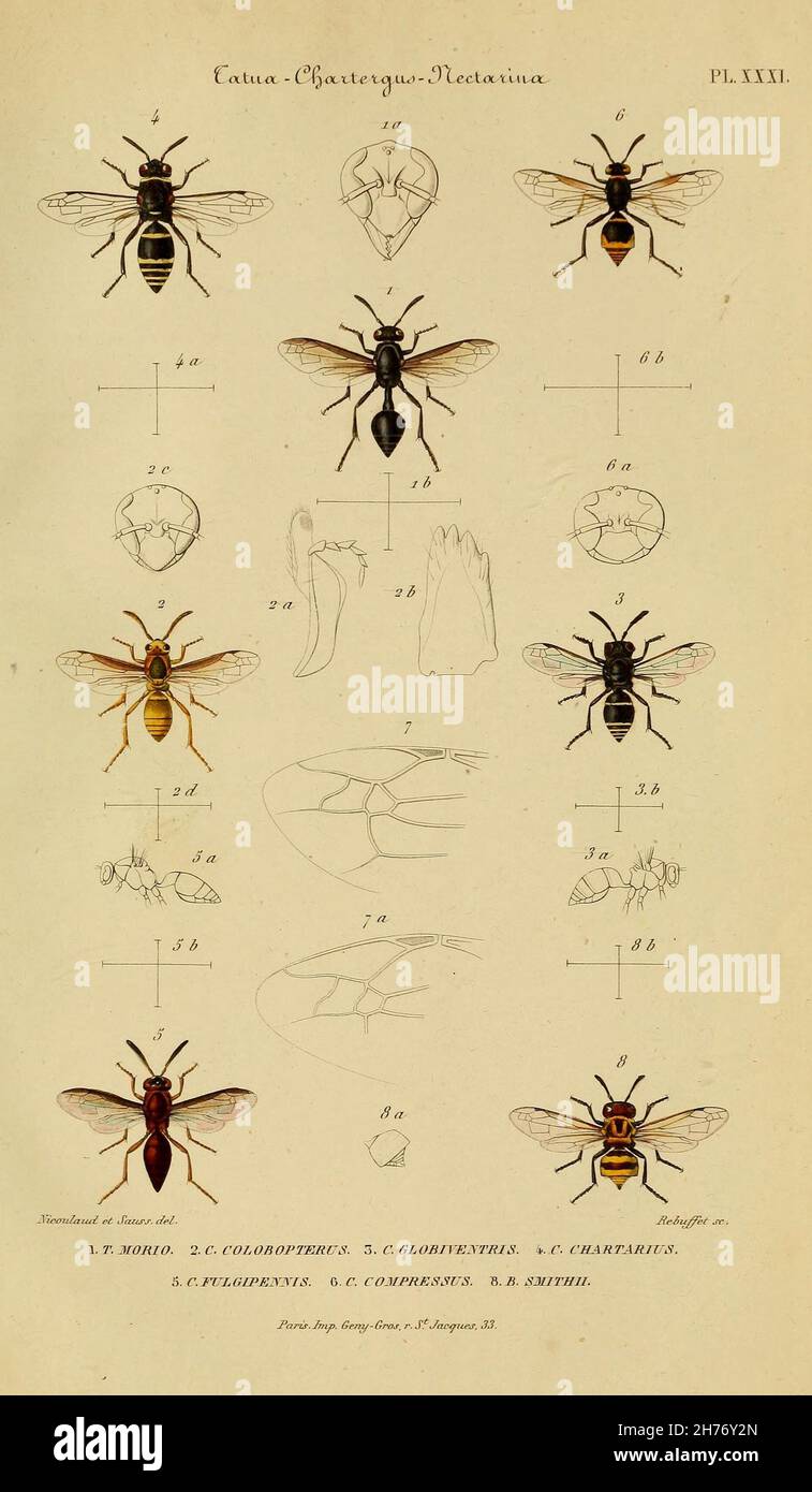 Études sur la famille des vespides / París :V. Masson 1852-1858. https://biodiversitylibrary.org/page/28387729 Foto de stock