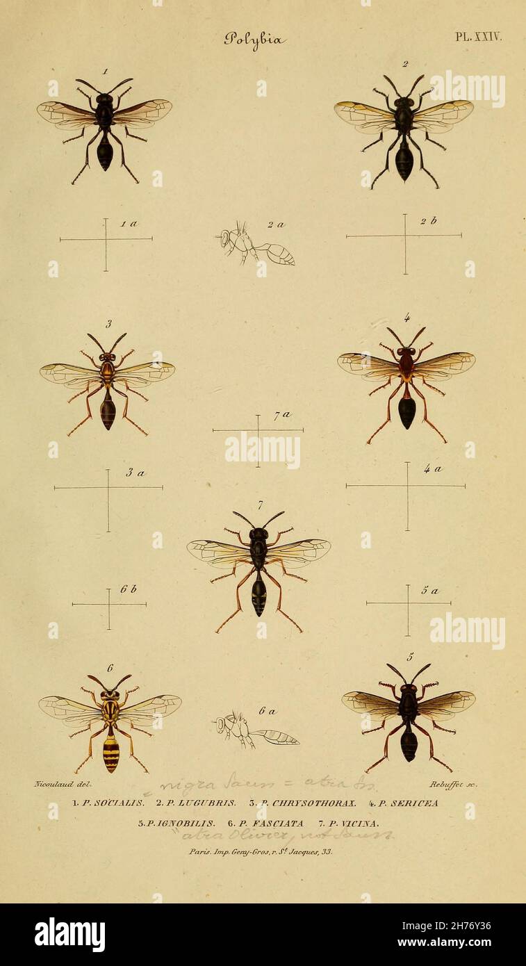 Études sur la famille des vespides / París :V. Masson 1852-1858. https://biodiversitylibrary.org/page/28387699 Foto de stock