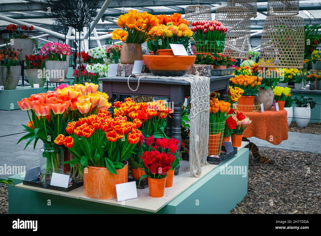 Flores frescas de tulipanes floreciendo en el stand. Decoración de tulipanes primaverales en exposición de flores holandesas, Lisse, Keukenhof, Países Bajos, Europa Foto de stock