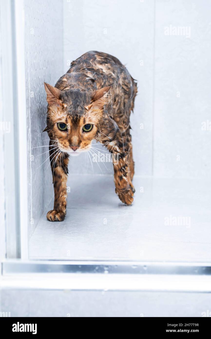 Divertido lavado de gato húmedo en la cabina de ducha. Bañándose o  duchándose a la raza bengala Cat. Concepto de higiene de mascotas  Fotografía de stock - Alamy