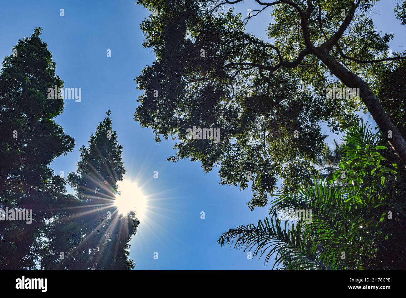 El sol y el cielo azul detrás de la imagen de los árboles. Foto de stock