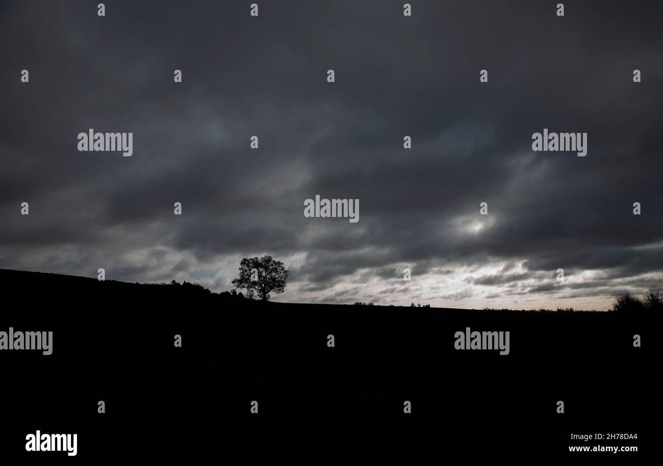 Thaxted Essex UK Oak Tree Against moody Dark Cloud Skyline Foto Brian Harris 21 Nov 2021 Foto de stock