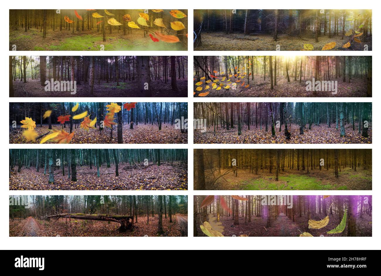 Follaje colorido en un extraño bosque de otoño con una atmósfera mágica panorámica. Colección de banners de formato horizontal ancho. Foto de stock