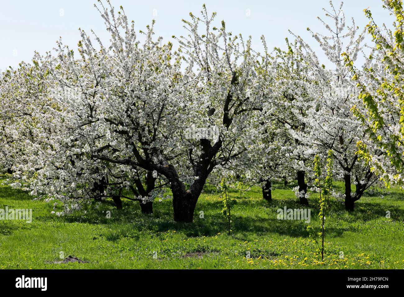 La belleza de la primavera muestra un huerto floreciente y se puede ver en algún lugar de Polonia. Foto de stock