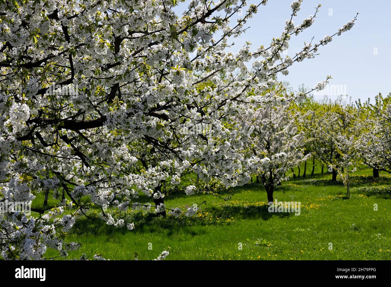 Primavera jardín de árboles frutales es un paisaje que se puede ver en algún lugar de Polonia Foto de stock