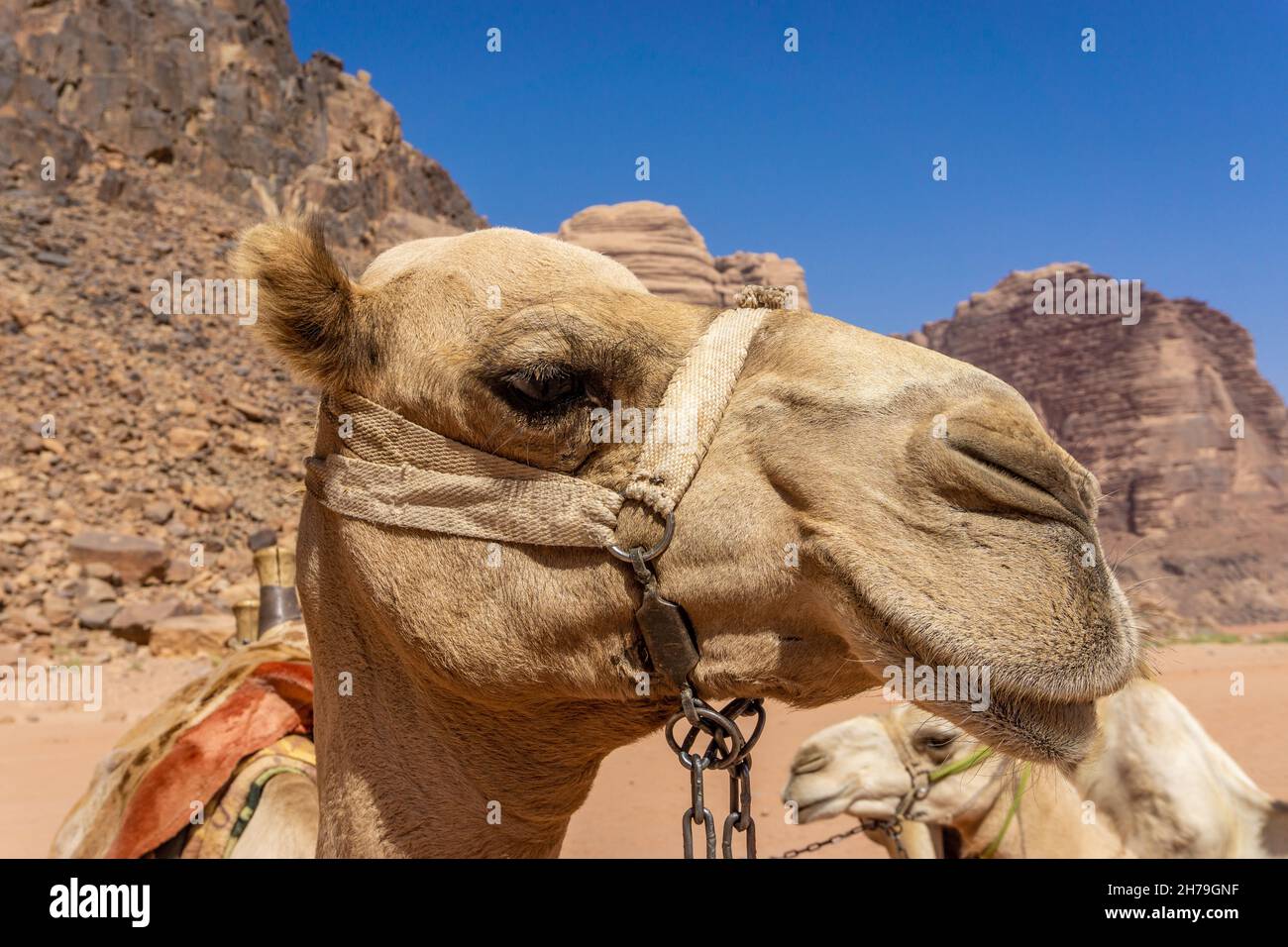 Primer plano de la cara de un camello en Wadi Rum, Jordania Foto de stock