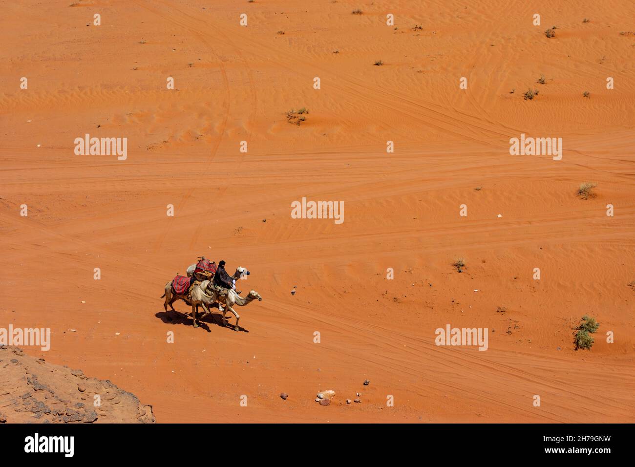 WADI RUM, JORDANIA - 30 DE AGOSTO de 2021: Un hombre viaja a través del desierto con tres camellos el 30 de agosto de 2021 en Wadi Rum, Jordania Foto de stock