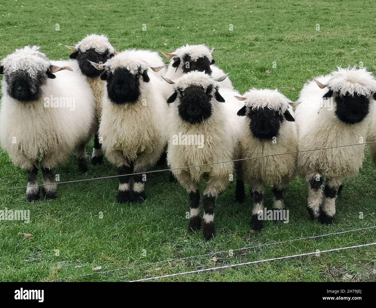 Una manada de ovejas blancas con pico negro, nariz y orejas. Walliser schwarznase. Oveja negra de la nariz. Foto de stock