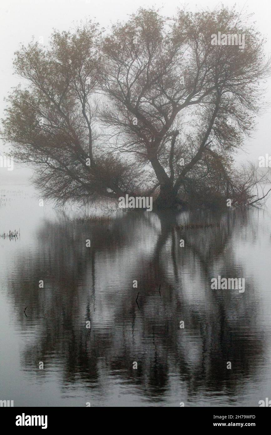 Árbol reflejado en agua Negro y Blanco Foto de stock