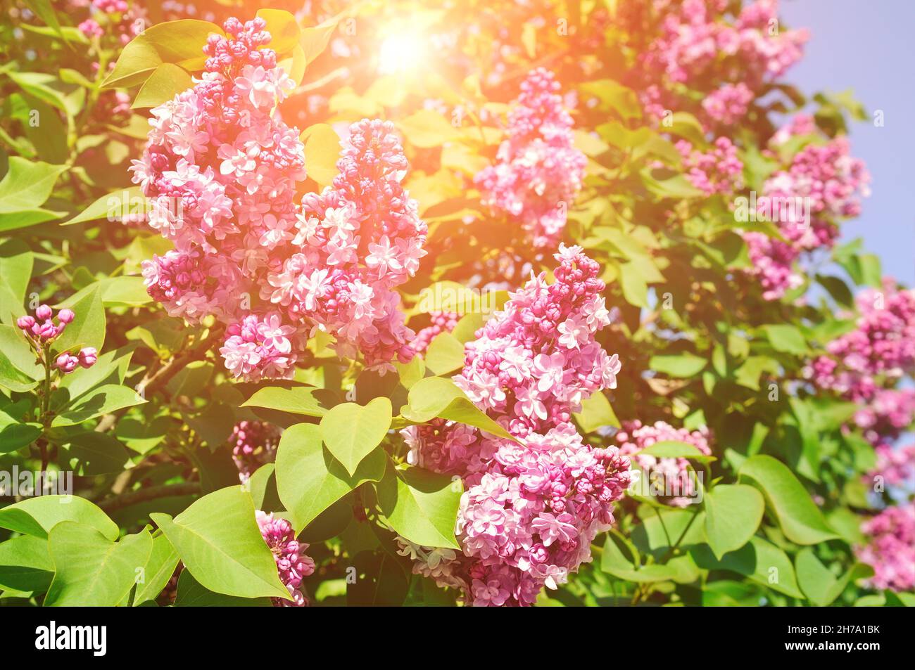Flores lilas púrpura primavera flor fondo. Las flores son iluminadas por  los rayos brillantes del sol Fotografía de stock - Alamy