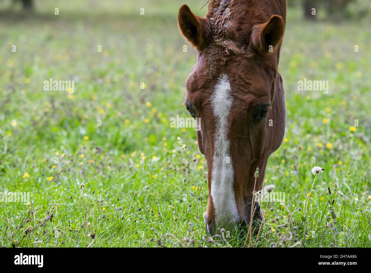 un primer plano de un caballo pardo que pasta hierba en un pasto Foto de stock