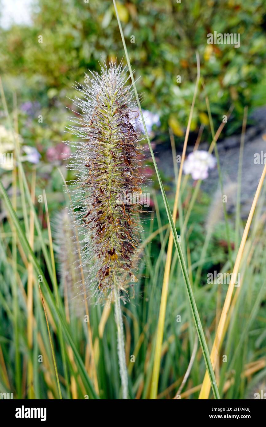 Tautropfen an der Ähre eines Ziergrases Foto de stock