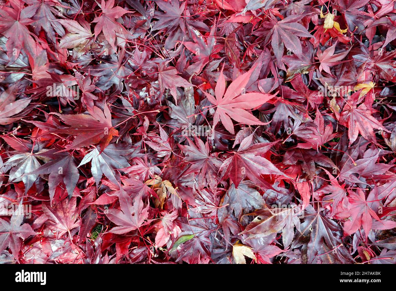 Fächer-Amhorn (Acer palmatum), Blätter en roter Herbstfärbung Foto de stock