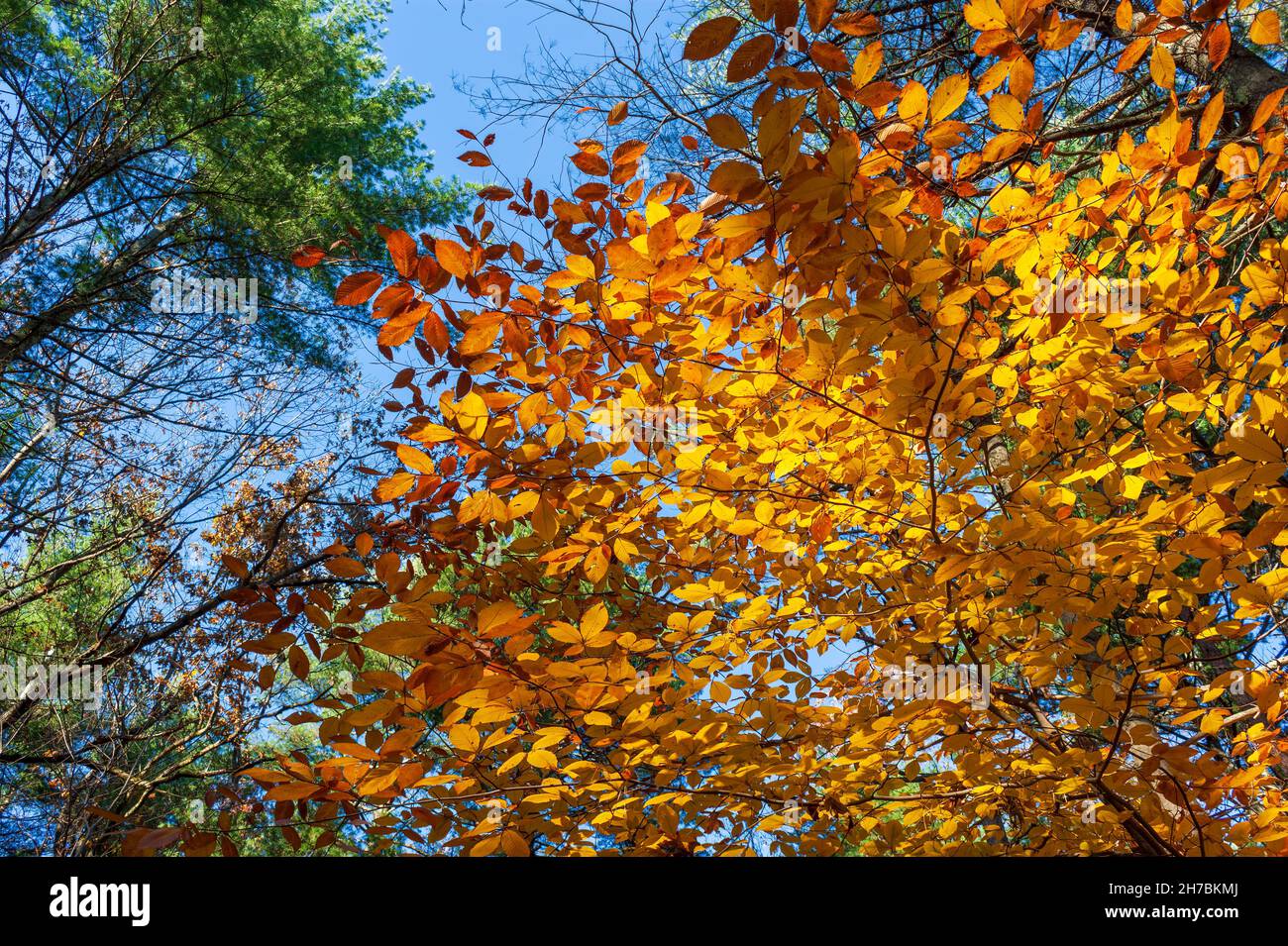 Ramitas de un árbol de haya americano (Fagus grandifolia) en el follaje de otoño pico, con hojas en tonos amarillos. Refugio Nacional de Vida Silvestre del Río Assabet, MA Foto de stock