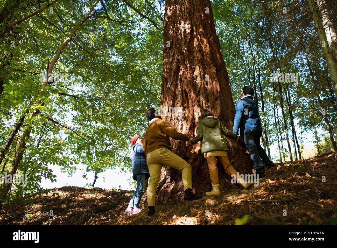 Vista en ángulo bajo de diversos grupos de activistas ambientales abrazando grandes secuoyas en el bosque Foto de stock