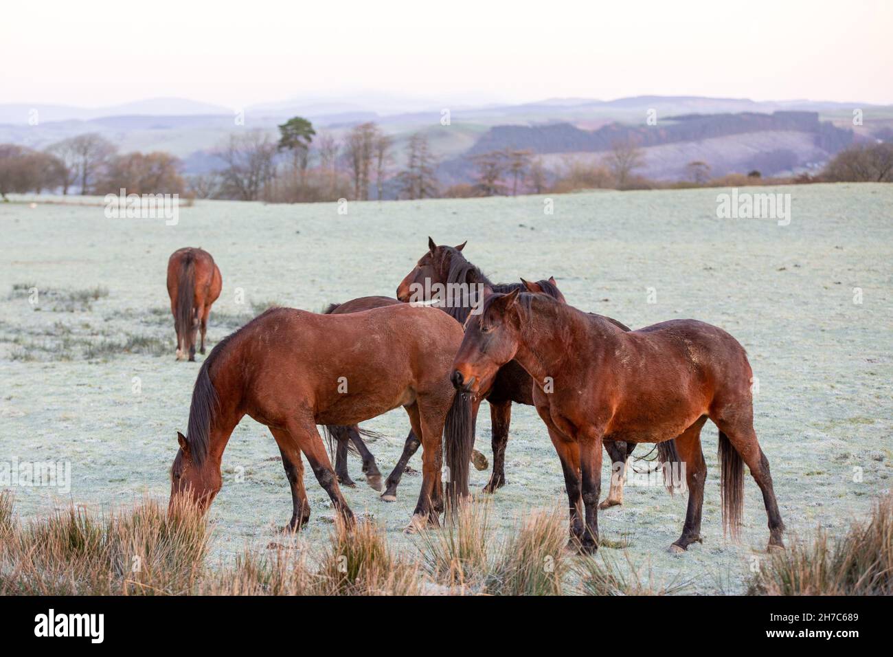 Cerca de Tynygraig, Ceredigion, Gales, Reino Unido. 22nd Noviembre 2021 UK Tiempo: Frío mañana helada como los caballos pastan en la tierra congelada cerca de Tynygraig en el centro de Gales. © Ian Jones/Alamy Live News Foto de stock