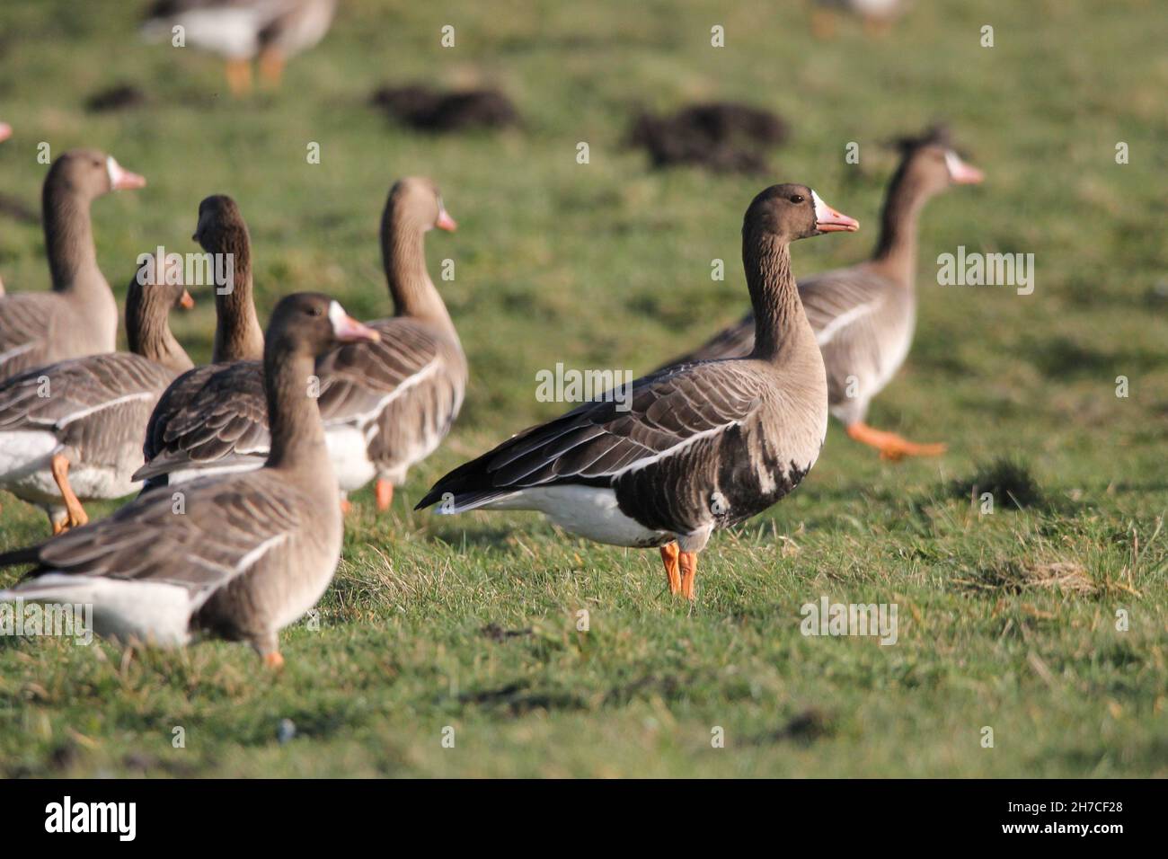 Geese mayor de frente blanco (Anser albifrons) alimentándose en los prados de Heubach cerca de Mariaveen, Alemania Foto de stock
