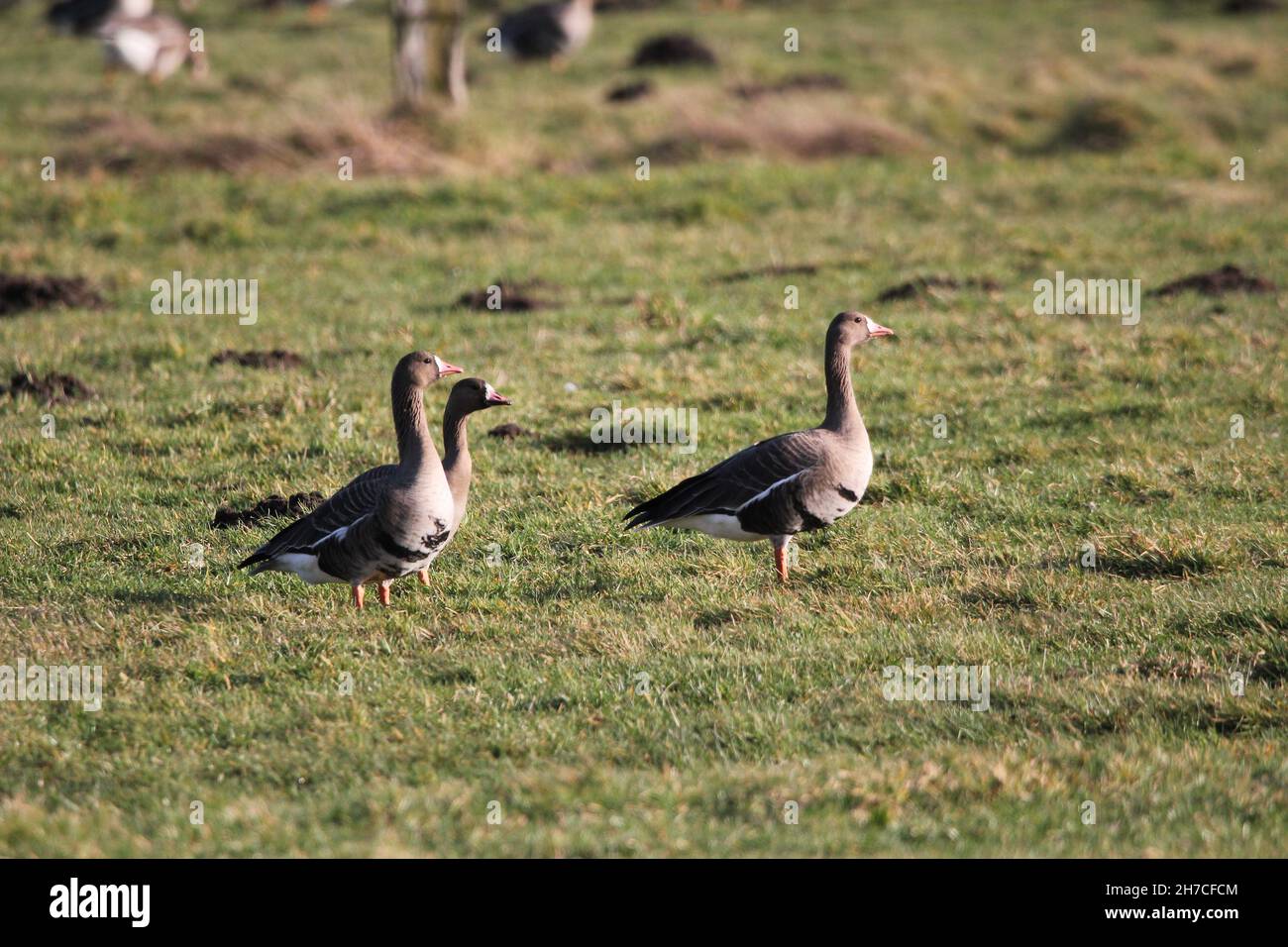 Geese mayor de frente blanco (Anser albifrons) alimentándose en los prados de Heubach cerca de Mariaveen, Alemania Foto de stock