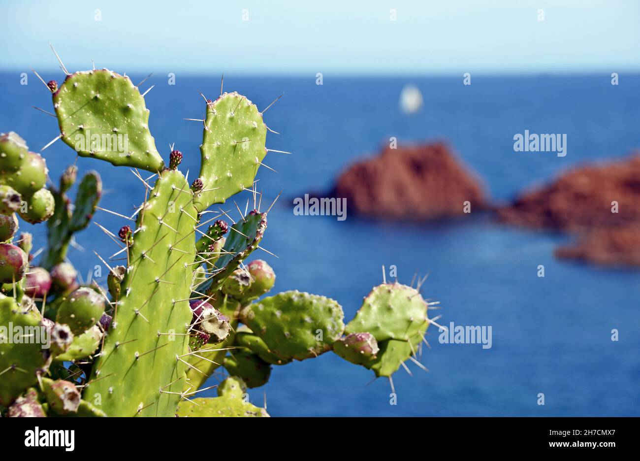 Higo indio, pera de cactus (Opuntia ficus-indica, Opuntia ficus-barbárica), cactus en el Cap Dramont, Francia, Dept. Var, Saint Raphael Foto de stock