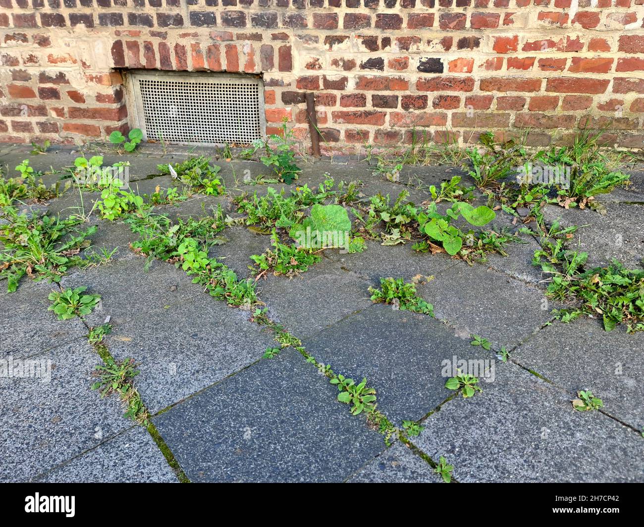 Malezas en un pavimento, Alemania Foto de stock