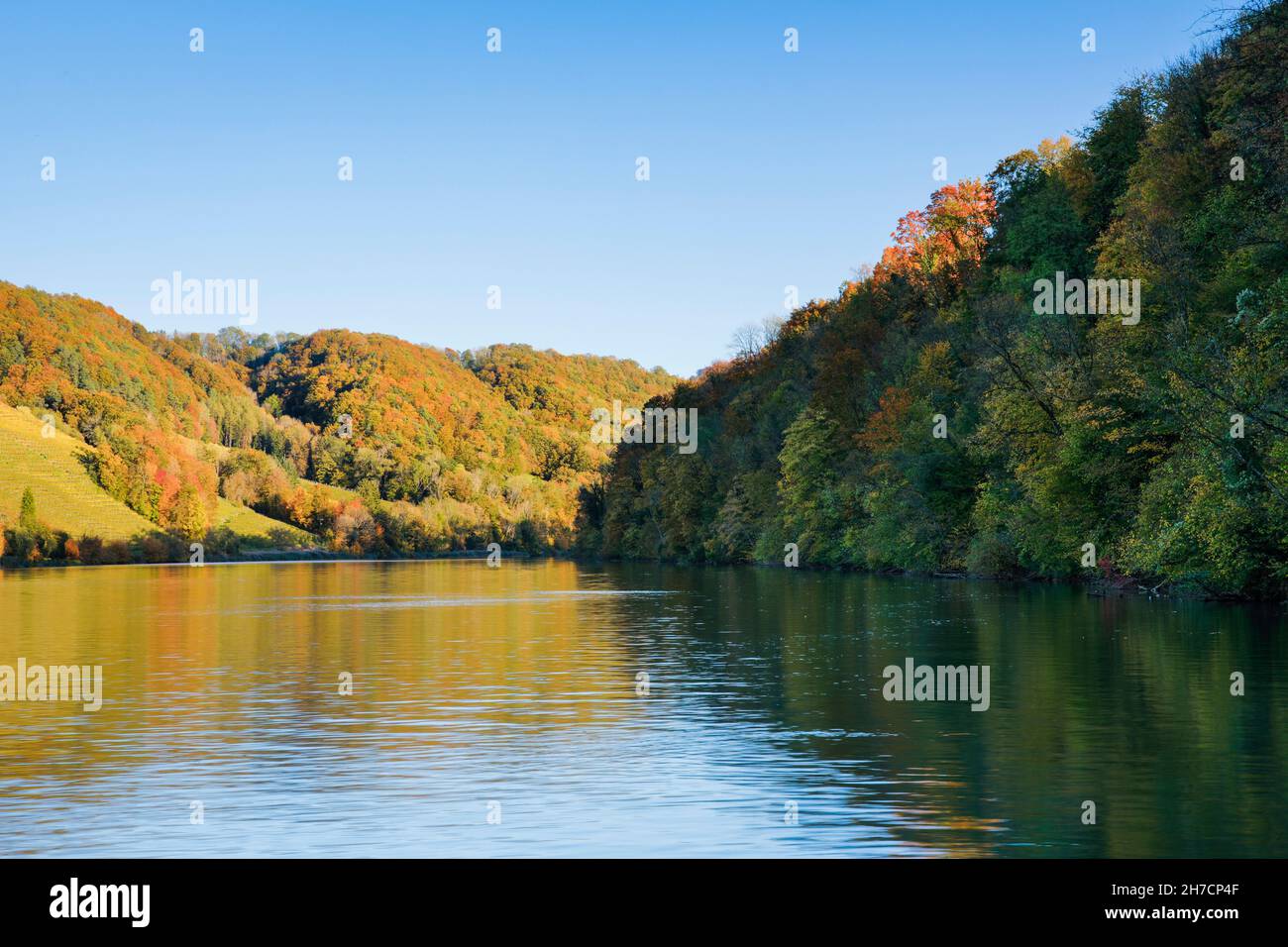 Vista desde la orilla del río cerca de Eglisa al río Rin y colorido bosque de otoño, Suiza, Eglisau Foto de stock
