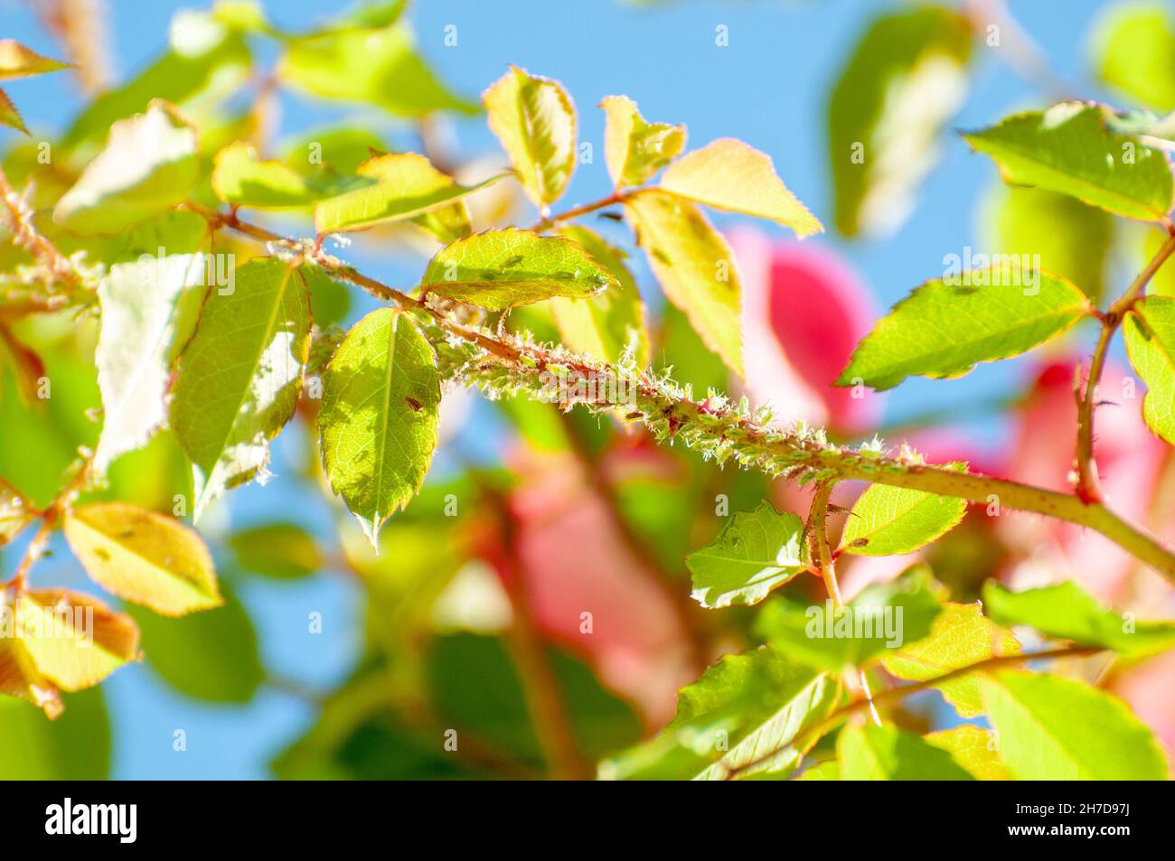 Un clúster de áfidos Macrosiphon Rose (Rosa Rosae) en un tallo. Planta conocida como piojos, los áfidos son alimentadores de plantas especializadas que chupan la savia de la planta ve Foto de stock