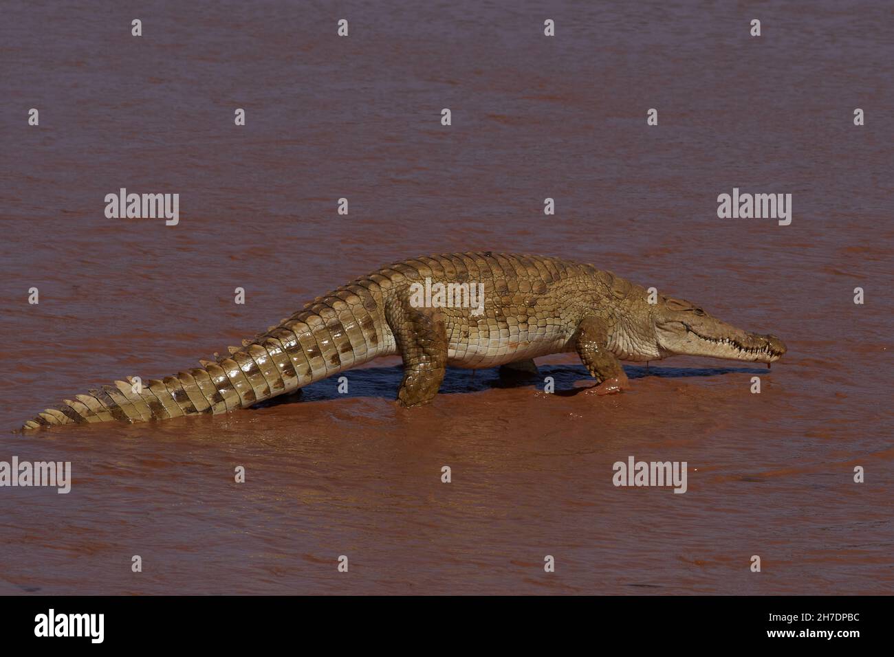 Nilkrokodil, cocodrilo del Nilo, Crocodylus niloticus, Reserva Nacional de Buffalo Springs, Ewaso Ng'iro, Kenia, áfrica del Este Foto de stock
