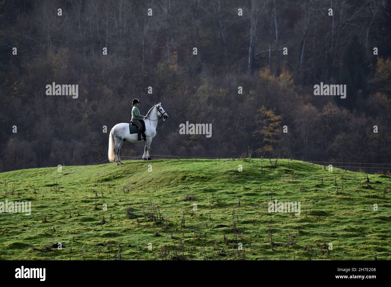 Un ciclista solitario en un caballo blanco que recorre el bosque cerca de Ironbridge en Shropshire. Foto de stock