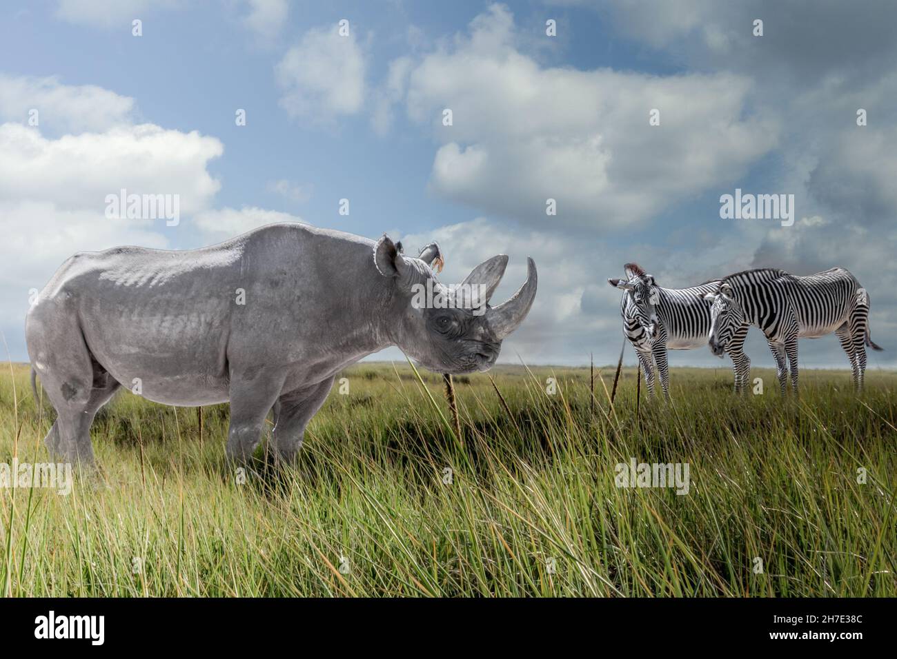 un rinoceronte y dos zebrasin la sabana africana Foto de stock