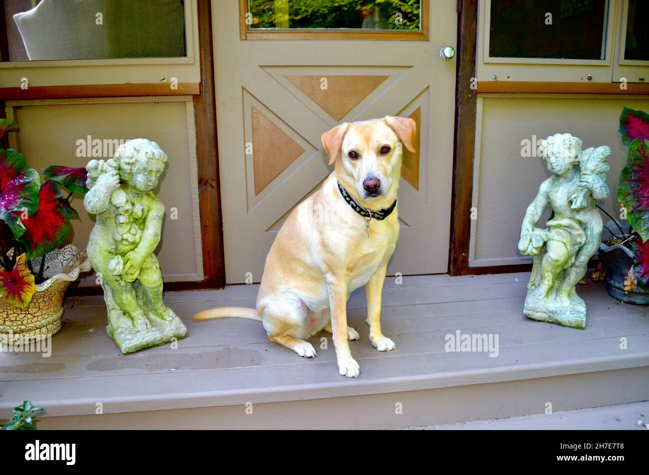 Labrador amarillo con querubines en el porche Foto de stock