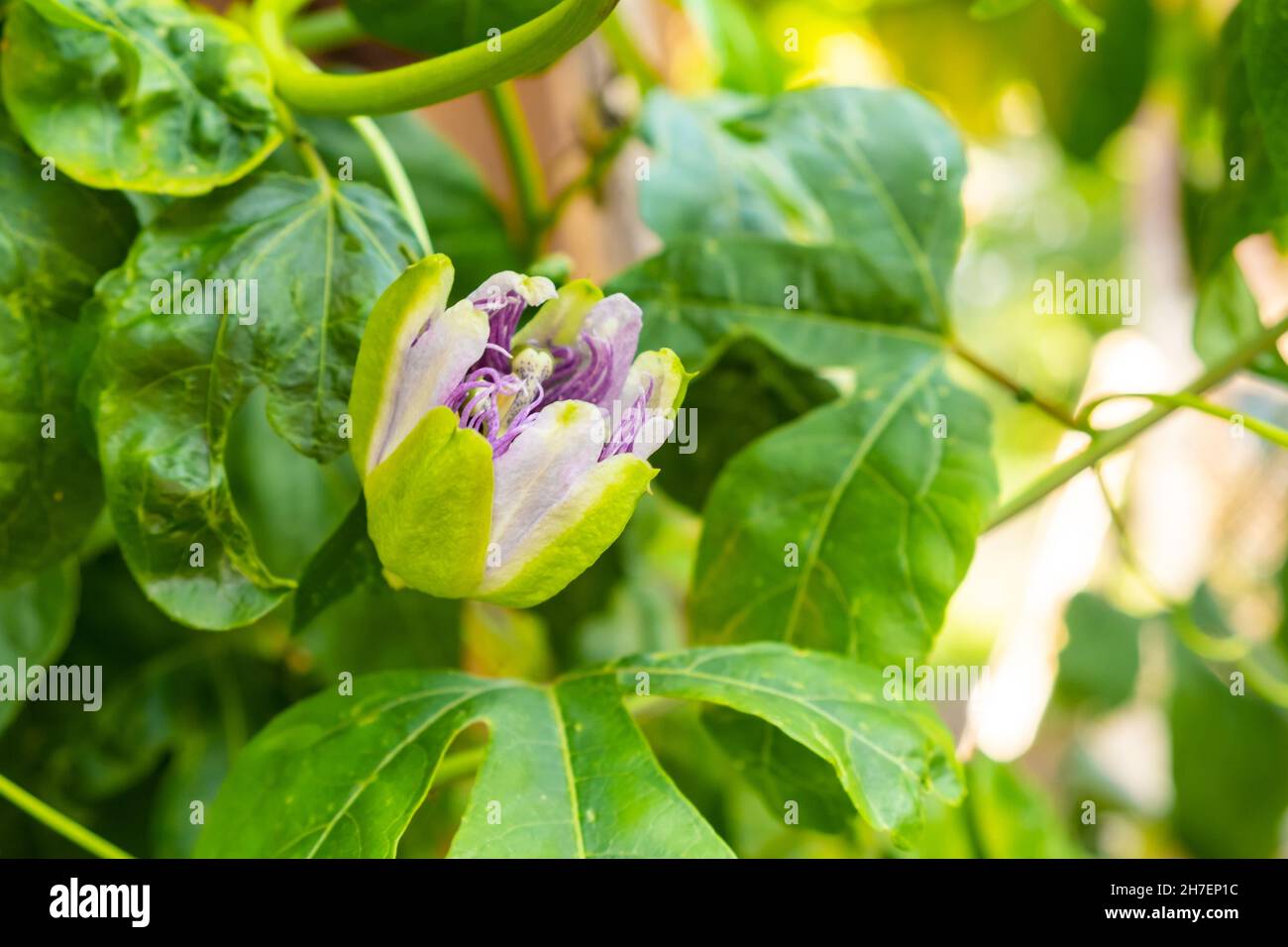 Flor exótica de fruta de la pasión en flor en el árbol. Foto de stock