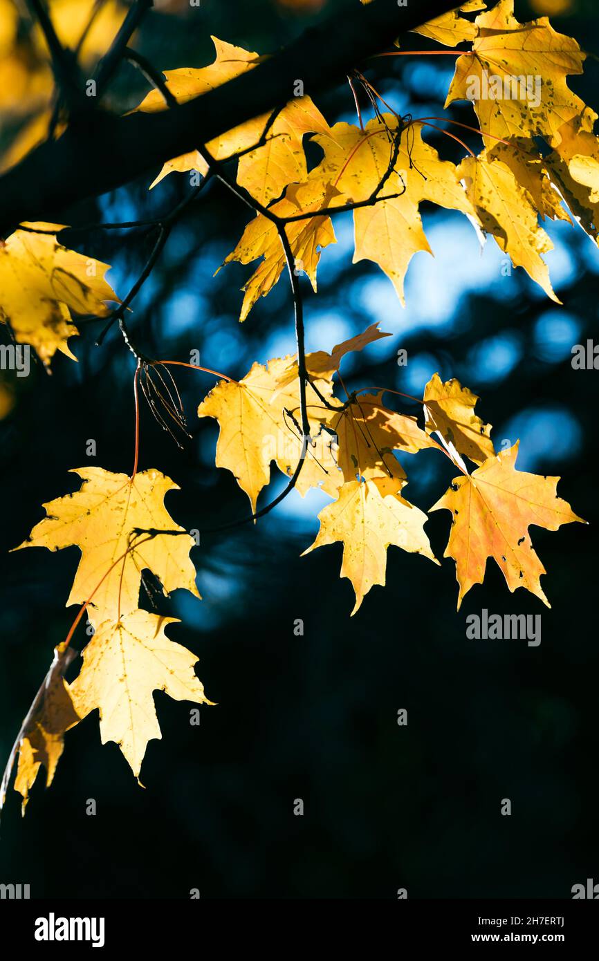 Colores otoñales de hojas de arce amarillo dorado Foto de stock