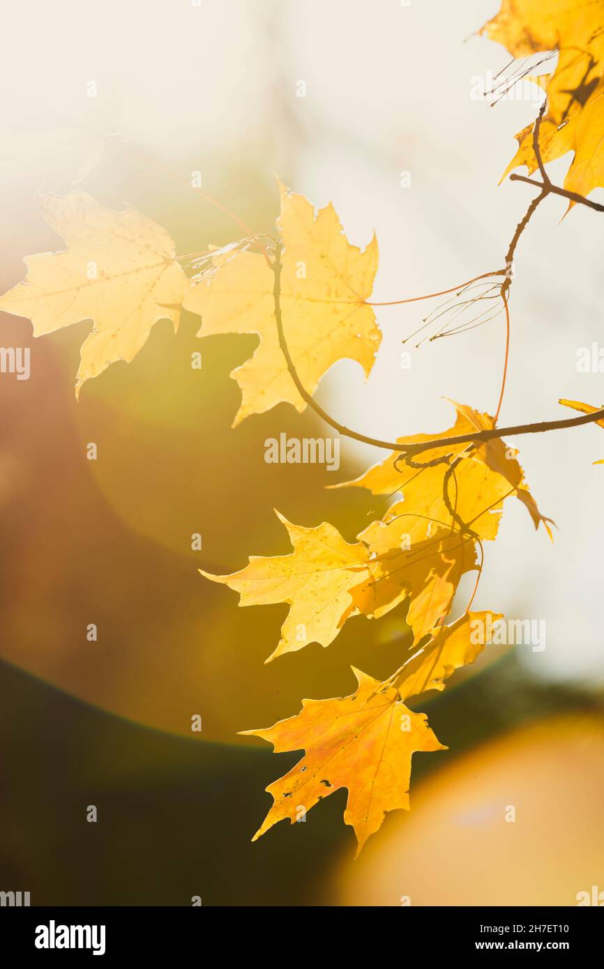 El enfoque selectivo y los destellos de lente enmarcan las hojas de arce amarillo dorado a medida que cambian de color en otoño Foto de stock