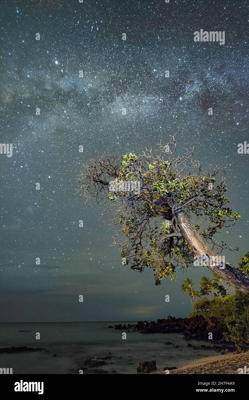 Las estrellas de la Vía Láctea brillan por la noche sobre un heliotrope de playa, Heliotropium arboreum, un nativo, planta, Kukio Beach, Hualalai Resort, Kona, Hawaii, Estados Unidos Foto de stock