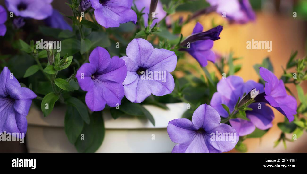 La impresionante petunia en macetas de lila decora la pared del cenador. Foto de stock