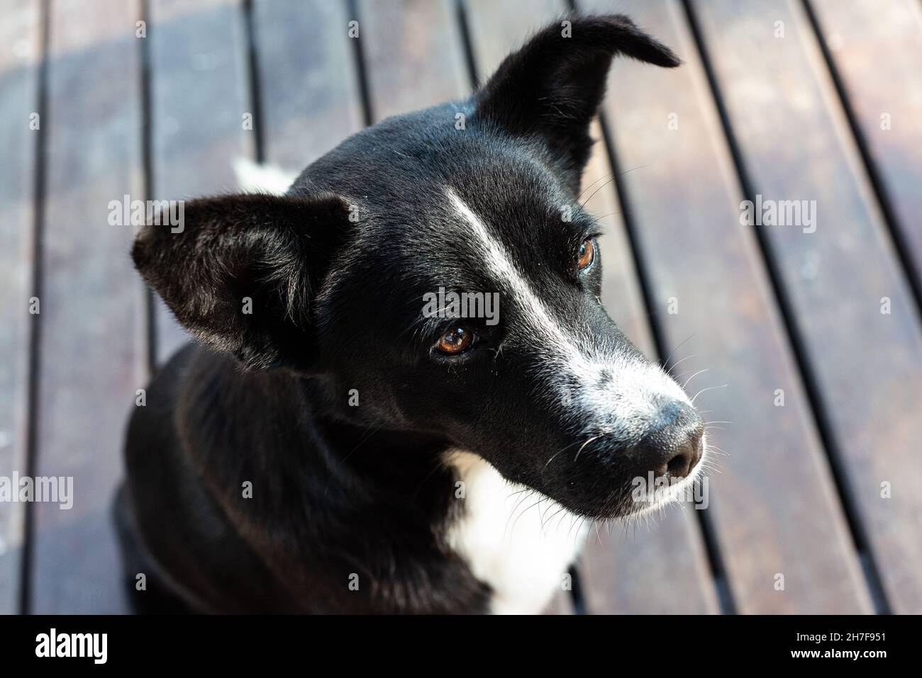 Raza mcnab fotografías e imágenes de alta resolución - Alamy