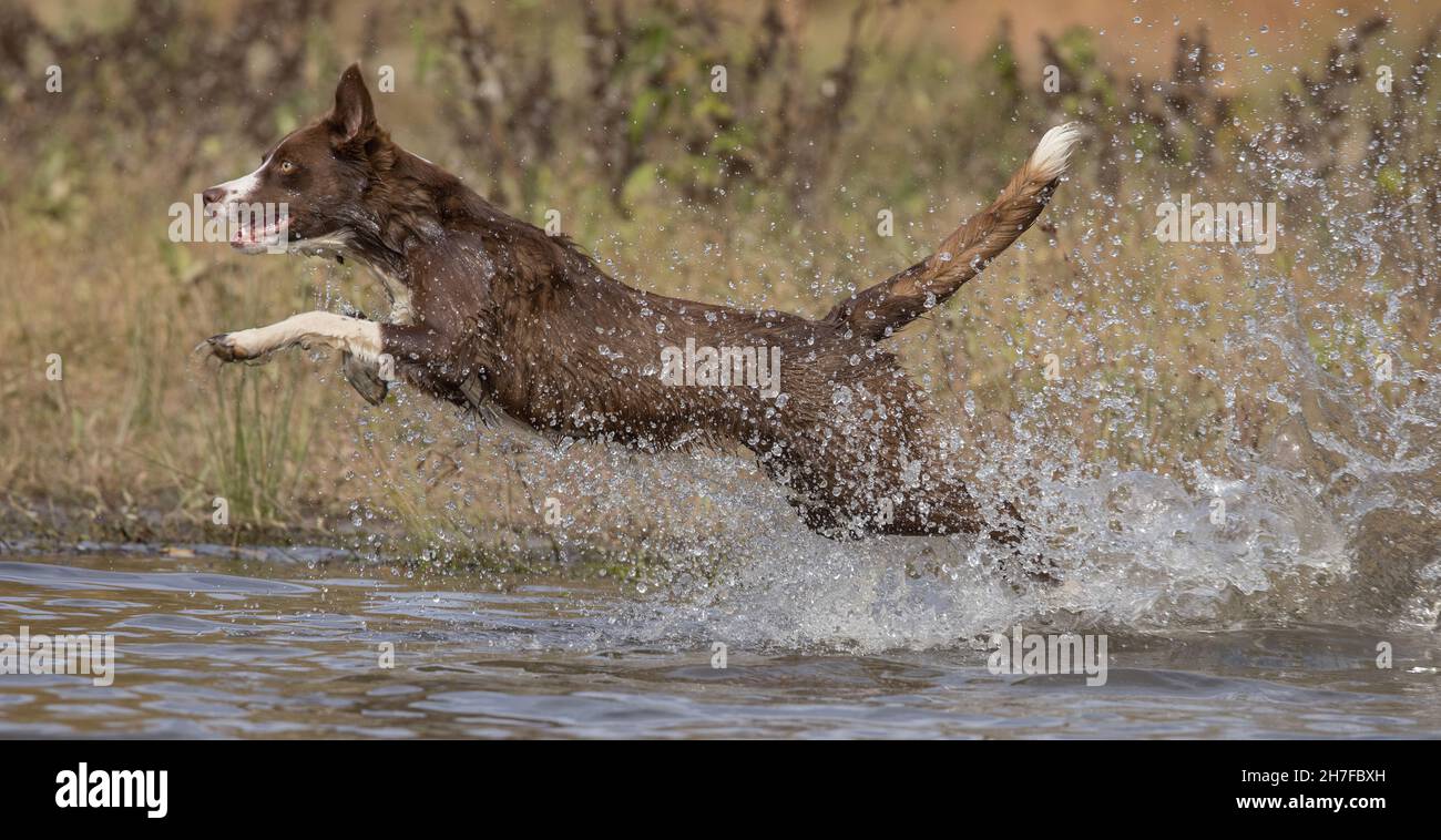 Colis frontera chocolate, perro doméstico, Canis familiaris, jugando en el agua Foto de stock