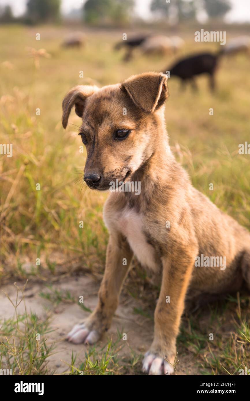 Raza de perro indio fotografías e imágenes de alta resolución - Alamy