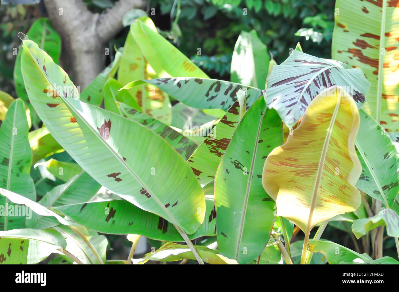 Planta bananera, bananas de sangre o Musa acuminata o Musa balbisiana o